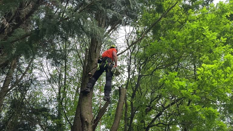 Best Tree and Shrub Care  in Odell, OR