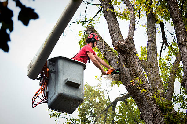 Best Root Management and Removal  in Odell, OR